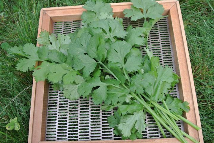 CILANTRO RAK TAMACHAT CILANTRO RAK TAMACHAT